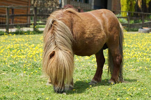 Brockswood animal sanctuary - horse
