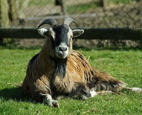 Brockswood animal sanctuary - goat