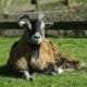 Brockswood animal sanctuary - goat