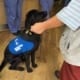 Practice helps Guide Dogs charity