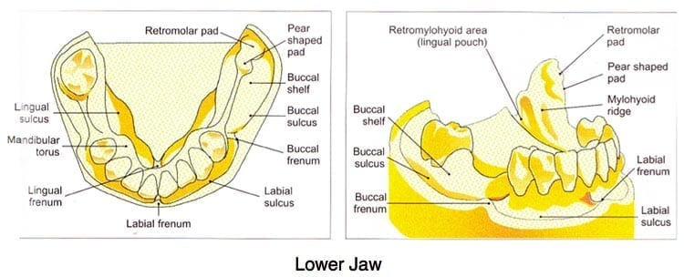 The lower jaw diagram