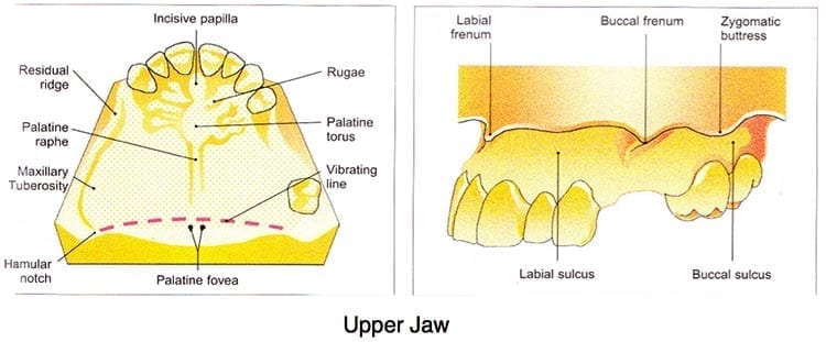 The upper jaw giving reference to the key anatomical data need to make the prosthetic